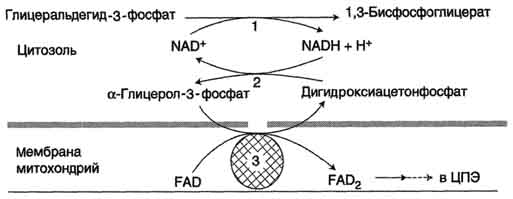 Включение фруктозы и галактозы в гликолиз - student2.ru