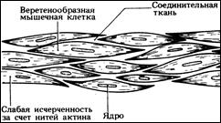 Влияние тренировки на работоспособность мышц - student2.ru