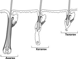 внутреннее корневое влагалище - student2.ru