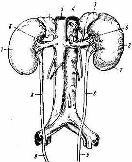 Внутреннее макроскопическое строение почек - student2.ru