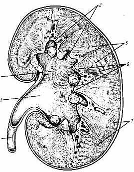 Внутреннее макроскопическое строение почек - student2.ru