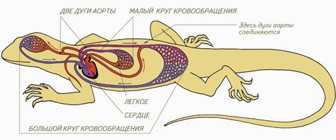Внутреннее строение пресмыкающихся - student2.ru