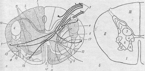 внутреннее строение спинного мозга - student2.ru