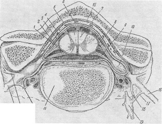 внутреннее строение спинного мозга - student2.ru