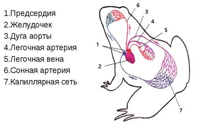 Внутреннее строение земноводных - student2.ru