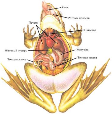 Внутреннее строение земноводных - student2.ru