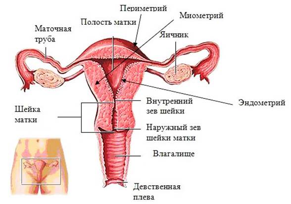 Внутренние женские половые органы - student2.ru