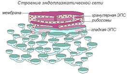 Вопрос 1. Биохимия клетки, структура и функции органоидов. - student2.ru