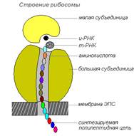 Вопрос 1. Биохимия клетки, структура и функции органоидов. - student2.ru