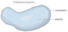 Вопрос 1. Биохимия клетки, структура и функции органоидов. - student2.ru