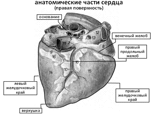 Вопрос 2. Cердечно-сосудистая система (ССС)(systema cardiovasculare) -транспортная сеть, связывающая все органы и ткани в организме - student2.ru