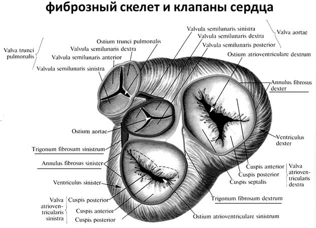 Вопрос 2. Cердечно-сосудистая система (ССС)(systema cardiovasculare) -транспортная сеть, связывающая все органы и ткани в организме - student2.ru