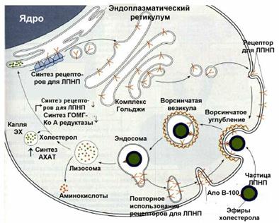 Вопрос 2.Липиды, синтезированные в печени (эндогенные), транспортируются в форме ЛПОНП и ЛПВП - student2.ru