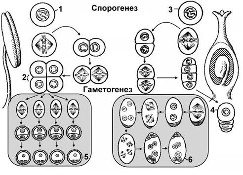 Вопрос 6. Микро- и мегаспорогенез и гаметогенез у растений. - student2.ru