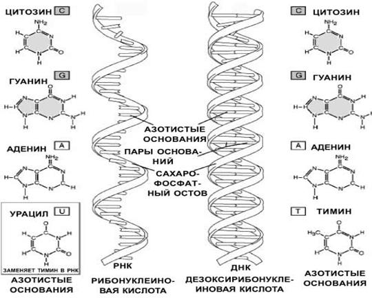 Вопрос. ДНК, ее химический состав, структура и функция. Репликация ДНК, ее типы. - student2.ru