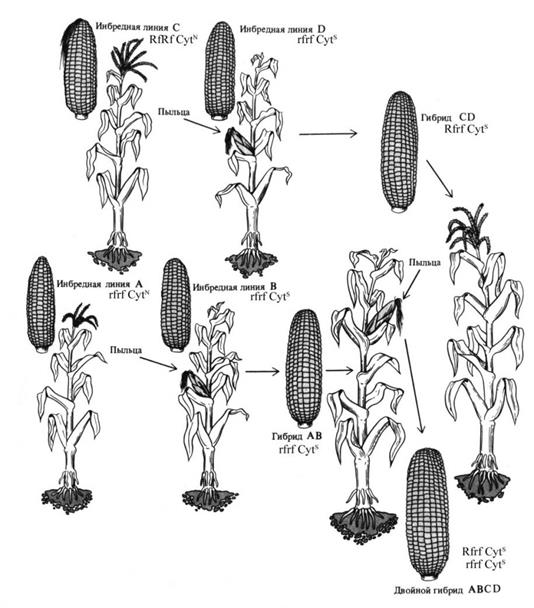 Вопрос. Использование ЦМС (цитоплазматическая мужская стерильность) для получения гетерозисных гибридов. - student2.ru