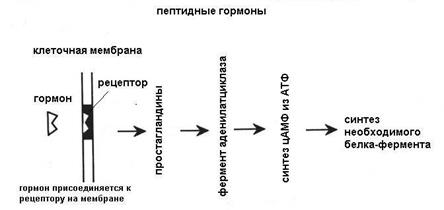 Восприятие гормонов органами - student2.ru