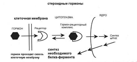 Восприятие гормонов органами - student2.ru