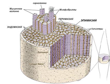 возможности регенерации скелетной мышечной ткани - student2.ru