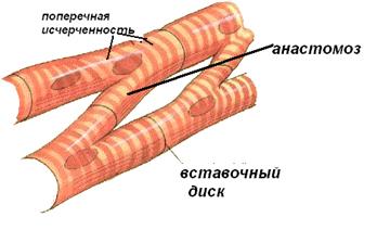 возможности регенерации скелетной мышечной ткани - student2.ru