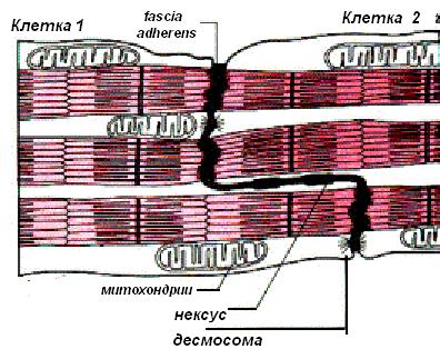 возможности регенерации скелетной мышечной ткани - student2.ru