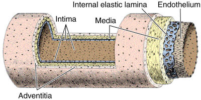 Возрастные особенности кровеносных сосудов - student2.ru