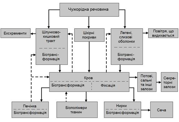 Вплив забруднення повітря на організм людини - student2.ru