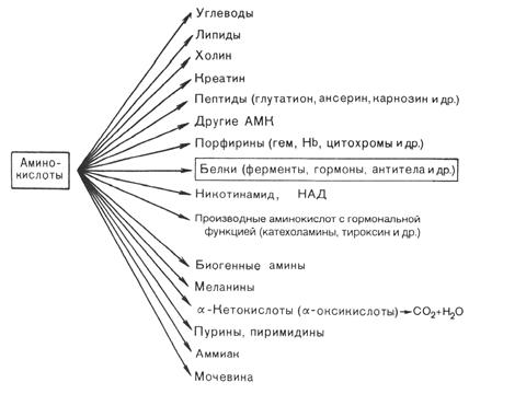 Всасывание аминокислот - student2.ru