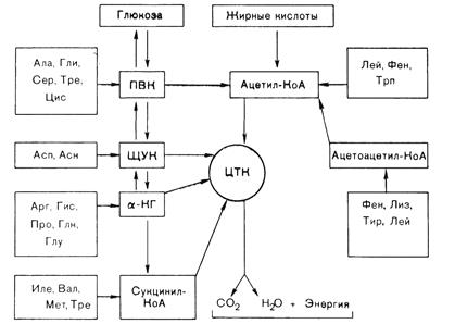 Всасывание аминокислот - student2.ru