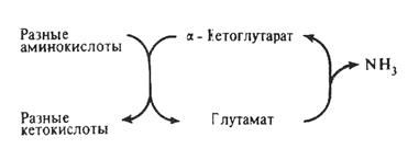 Всасывание аминокислот - student2.ru