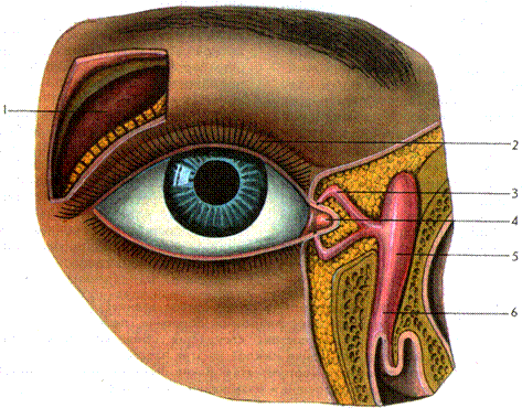 вспомогательные органы глаза. оптическая система глаза - student2.ru
