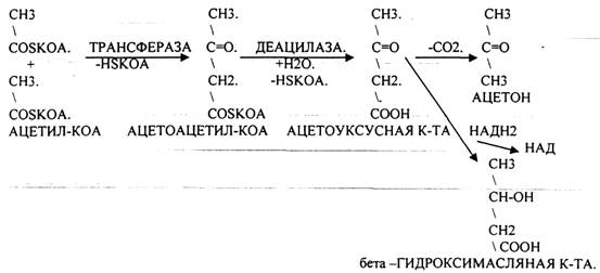 Вторая обходная реакция связана с образованием фруктозо-6-фосфата - student2.ru