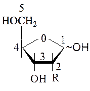 Вуглеводні компоненти нуклеозидів - student2.ru