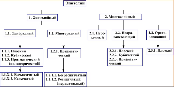 Введение в учение о тканях - student2.ru