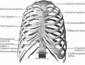 ВВЕДЕНИЕ. Вполне понятно, почему кости, образующие грудь, называются грудной клеткой - student2.ru