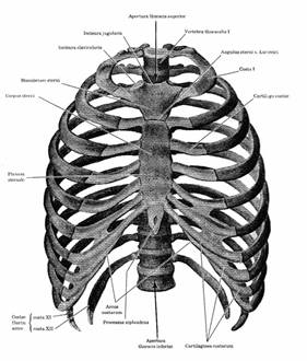 ВВЕДЕНИЕ. Вполне понятно, почему кости, образующие грудь, называются грудной клеткой - student2.ru