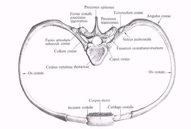 ВВЕДЕНИЕ. Вполне понятно, почему кости, образующие грудь, называются грудной клеткой - student2.ru