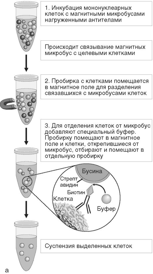 Выделение клеток методом проточной цитометрии - student2.ru