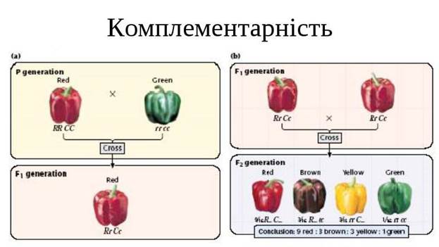 Взаємодія неалельних генів: механізм схрещування, вірогідність прояву ознак. - student2.ru