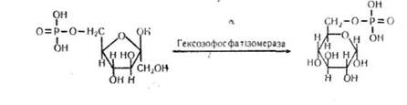 взаємоперетворення моносахаридів в організмі - student2.ru