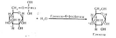 взаємоперетворення моносахаридів в організмі - student2.ru