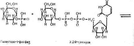 взаємоперетворення моносахаридів в організмі - student2.ru