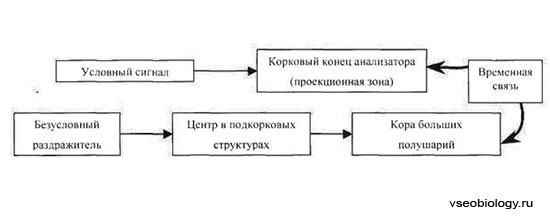 Взаимодействие первой и второй сигнальной системы - student2.ru