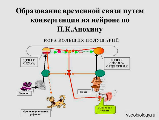 Взаимодействие первой и второй сигнальной системы - student2.ru