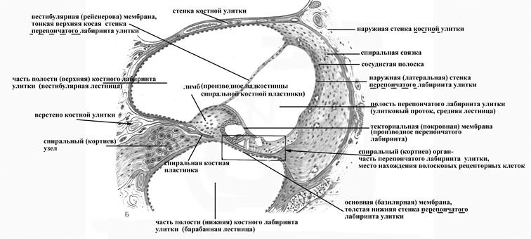 Взаиморасположение костного и перепончатого лабиринтов улитки внутреннего уха - student2.ru