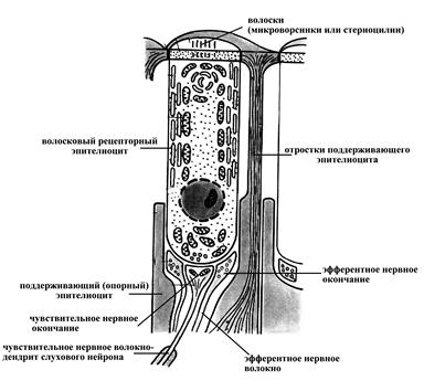 Взаиморасположение костного и перепончатого лабиринтов улитки внутреннего уха - student2.ru