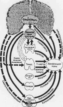 Взаимосвязь иммунной, эндокринной и нервной систем регуляции - student2.ru