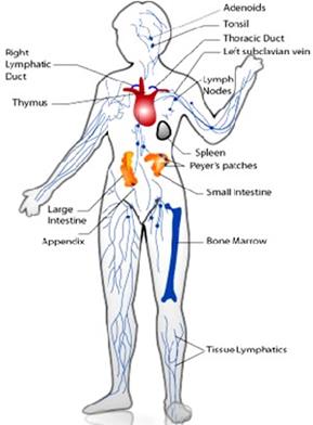 What Is a Biochemistry Laboratory? - student2.ru