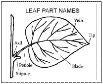 X. Read and translate the short text without any dictionary:. Plants are not very efficient at harnessing energy from the sunlight they receive - student2.ru