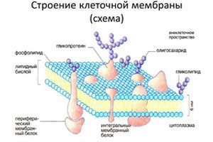 Свойства и функции клеточной мембраны - student2.ru